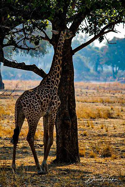 Giraffe by DavidParkerPhotography