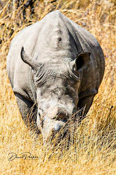 Rhino by DavidParkerPhotography