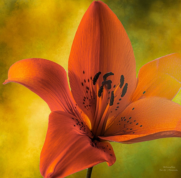Lily - Plants and Trees - McKinlay Photo 