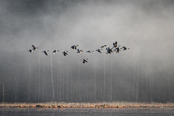 Flying Geese - Wildlife - McKinlay Photos