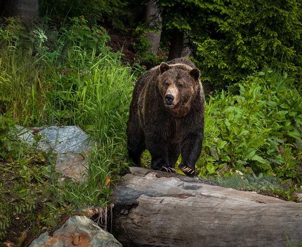 Grizzly Bear - Wildlife - McKinlay Photos