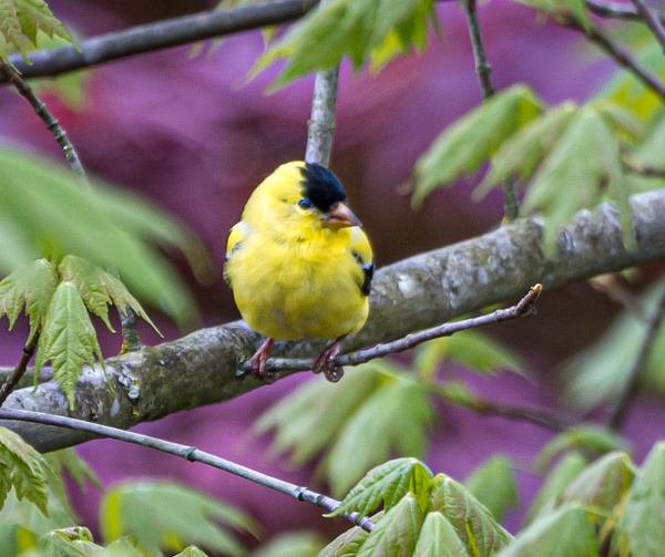 American Goldfinch - Wildlife - McKinlay Photos 