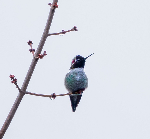 Hummerbird Perched - Wildlife - McKinlay Photos 