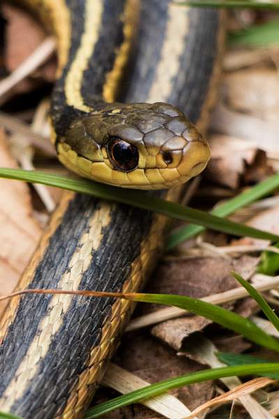 snake  head crop by Bilottaphotography