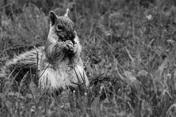 squirrel - Copy by Bilottaphotography