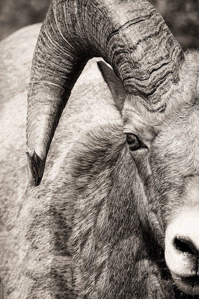 Longhorn Sheep BW-1 - John Dukes Fine Art Photography 