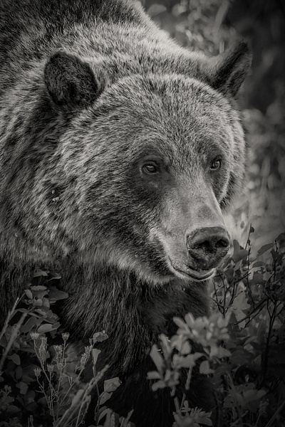 Grizzly Bear in Montana-1 - Wildlife Photography - John Dukes Photography