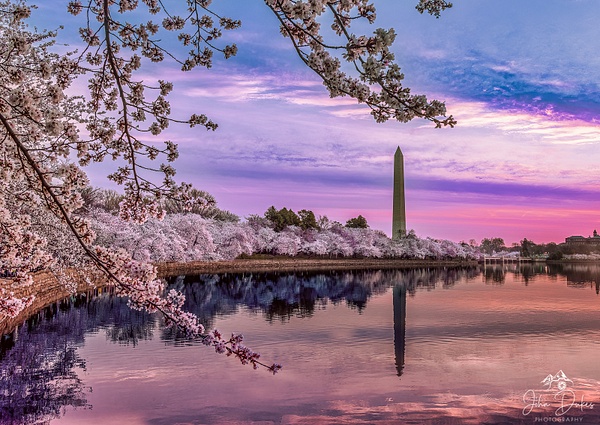 Washington DC Cherry Blossoms 2022 - John Dukes Fine Art Photography