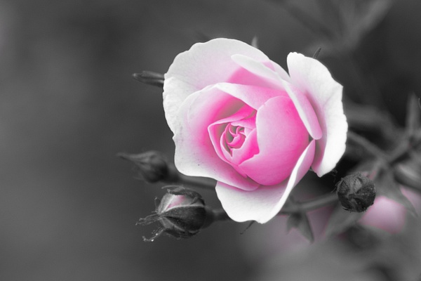 Pink_rose - Flowers - MJ Tash Photography