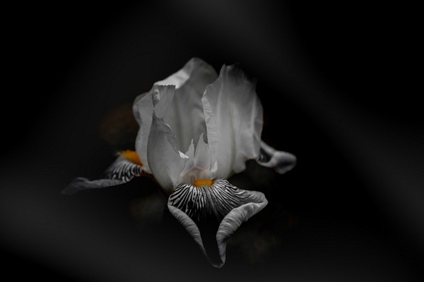 Darkness_tash - Flowers - MJ Tash Photography