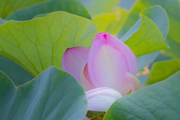 Pond Flower_tash - Flowers - MJ Tash Photography 