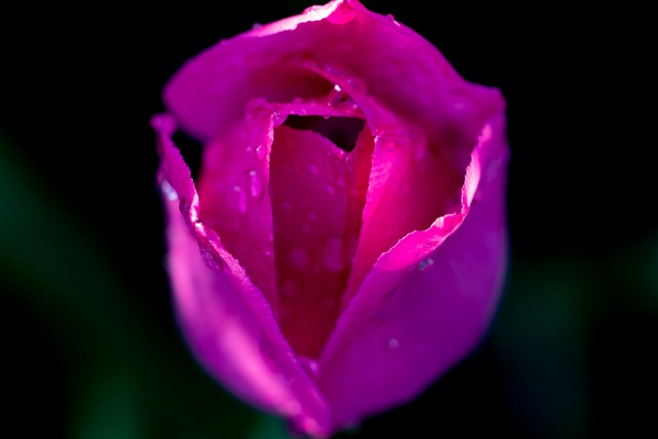 Tulip_tash - Flowers - MJ Tash Photography