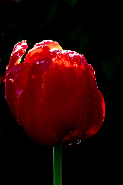 Red_tash - Flowers - MJ Tash Photography 
