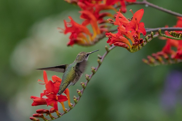 Hummingbird_tash - Wildlife - MJ Tash Photography  