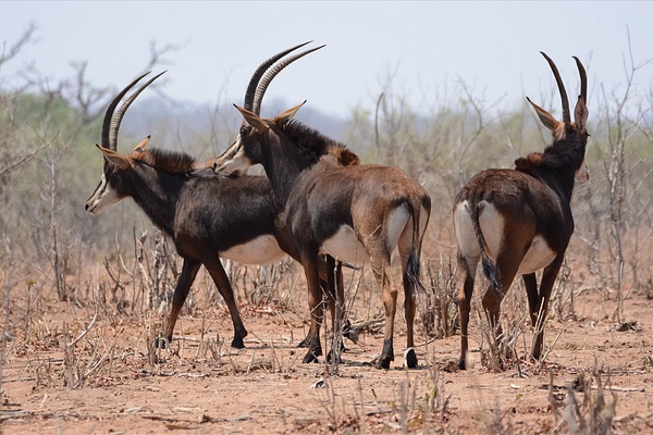 Sable Antelopes, Chobe National Park - Africa - Jack Kleinman 
