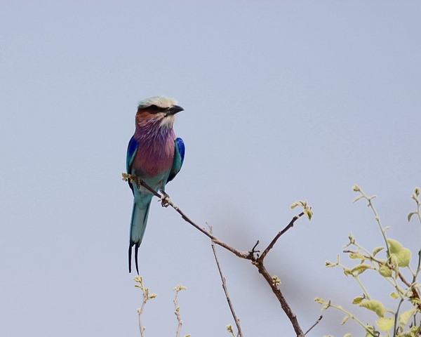 Lilac Breasted Roller, Chobe - Africa - Jack Kleinman 