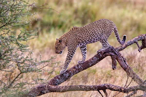 Serengeti N.P. Bilila (22) - TANZANIA - François Scheffen Photography 