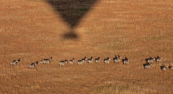 Serengeti N.P. Bilila (29) - TANZANIA - François Scheffen Photography
