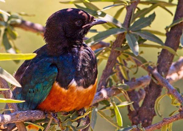 Superb Starling by PhilMasonPhotography