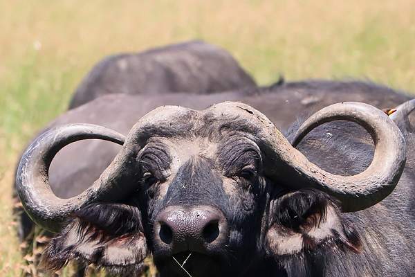 Bull Cape Buffalo by PhilMasonPhotography