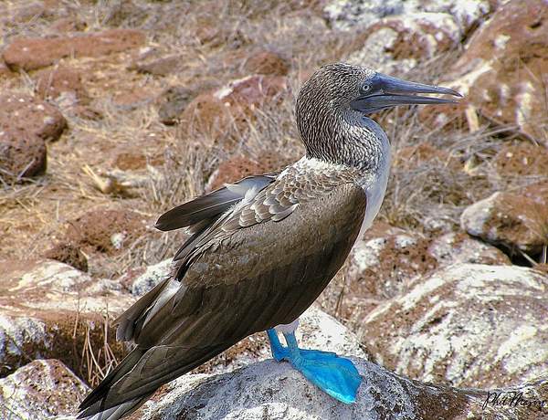 Blue-footed Booby by PhilMasonPhotography