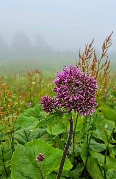 Swiss Alps Flower 1 - Nature - Phil Mason Photography 