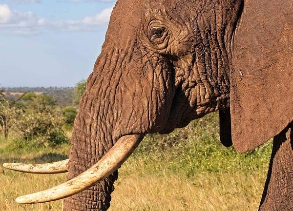 Bull Elephant Up  Close by PhilMasonPhotography