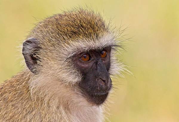 Black-faced Vervet Monkey by PhilMasonPhotography