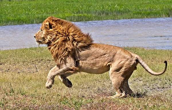 Lion Chasing Hyena by PhilMasonPhotography