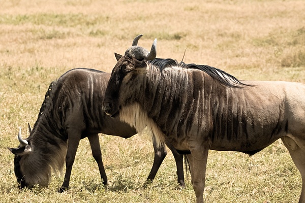 Wildebeest - Nature - Phil Mason Photography 