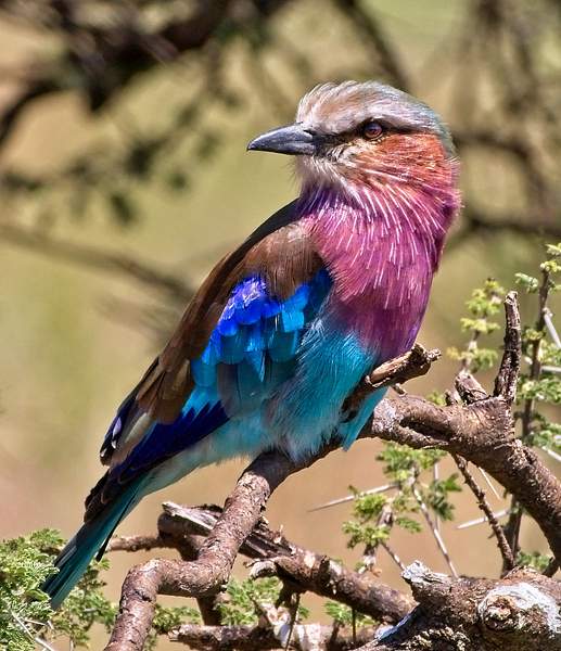 Lilac-breasted Roller by PhilMasonPhotography