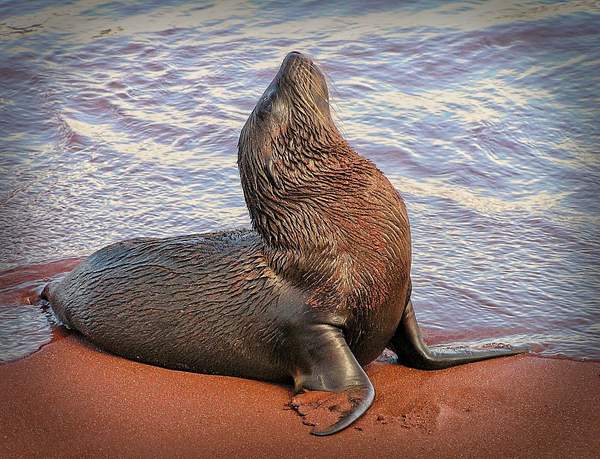 Young Galapagos Sea Lion by PhilMasonPhotography