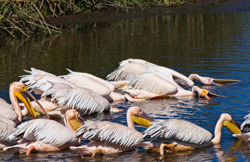 Great White Pelicans Fishing