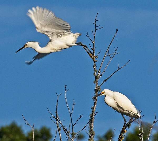 Snowy Egrets by PhilMasonPhotography