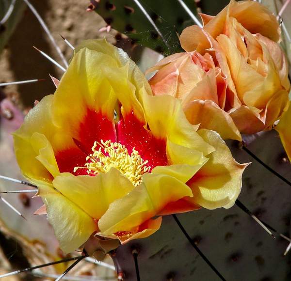 Wild Cactus Flower by PhilMasonPhotography
