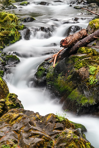 Hoh Rain Forest- - Portfolio - Neil Sims Photography 