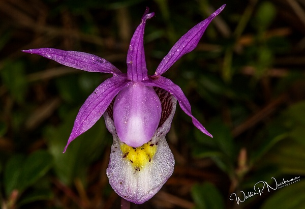 Calypso Orchid__73A0087 - Wildflowers - Walter Nussbaumer Photography 