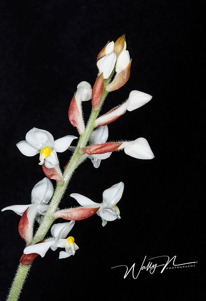 Jewel Orchid_73A9648 - Wildflowers - Walter Nussbaumer Photography 