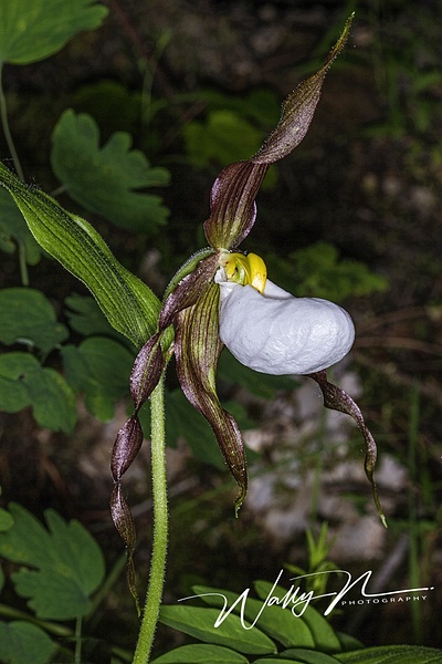 Mountain Lady Slipper Orchid_IMG_8417 - Wildflowers - Walter Nussbaumer Photography 