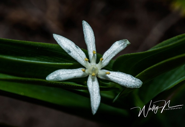 Starry false lily-of-thr-valley_73A0128 - Wildflowers - Walter Nussbaumer Photography 