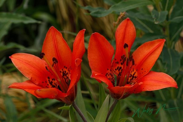 Western Wood Lily_MG_4866 (2) - Wildflowers - Walter Nussbaumer Photography 