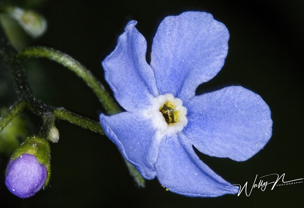 WF_ Forget-me-not_IMG_8382 - Wildflowers - Walter Nussbaumer Photography  