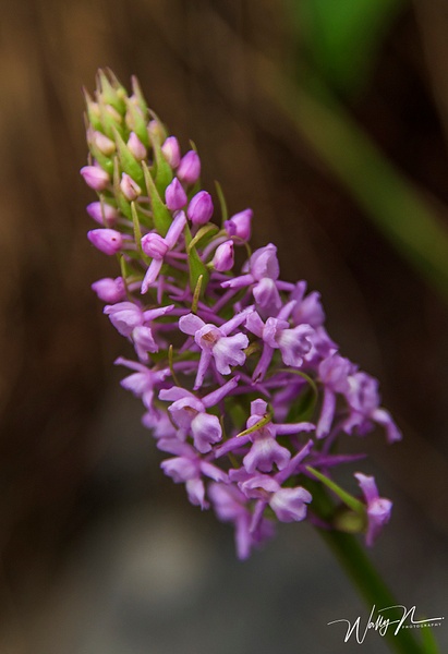 Fragrant Orchid (Gymnadenia Conopsea)_DSC2289 - Wildflowers - Walter Nussbaumer Photography  