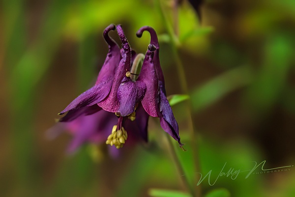 Black and Purple Columbine (Aquilegia atrata)_DSC2313 - Wildflowers - Walter Nussbaumer Photography 