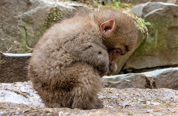 Baby Snow Monkey Japan - Nature - Nicola Lubbock Photography  