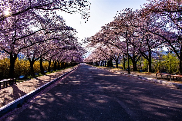 Cherry Blossom Avenue - Travel - Nicola Lubbock Photography  