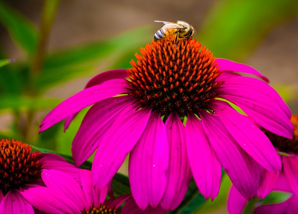 Bee Pretty - Nature - Nicola Lubbock Photography  