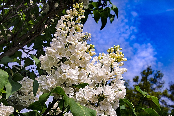 Lilac (FG0033) - Floral - Bella Mondo Images 
