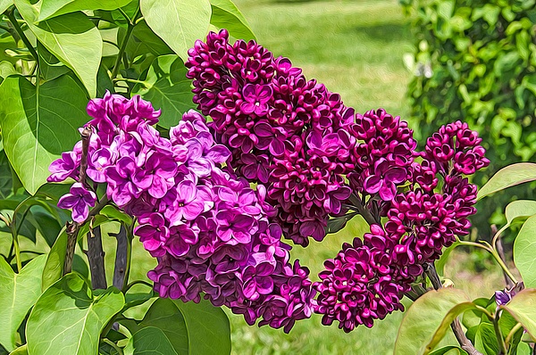 Lilac (FG0031) - Floral - Bella Mondo Images 