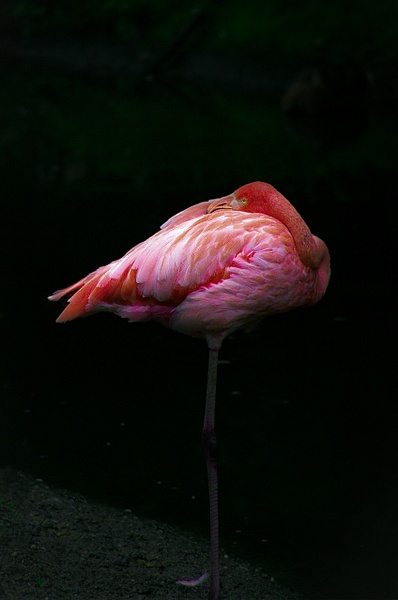 Flamingo (WL0074) - Wildlife -Bella Mondo Images 